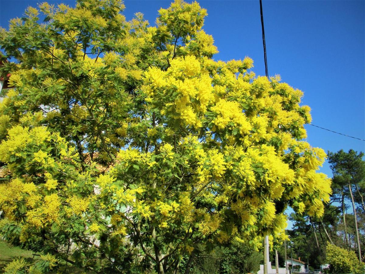 Mer A 200M,,Ds Les Mimosas En Fleur ! Ronce-les-Bains Luaran gambar